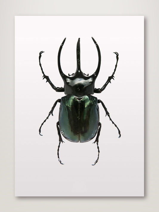 Beetle 2