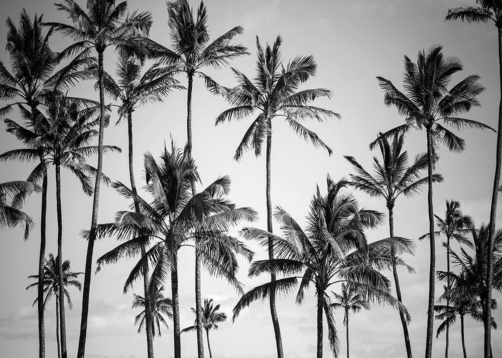 Palm Heaven