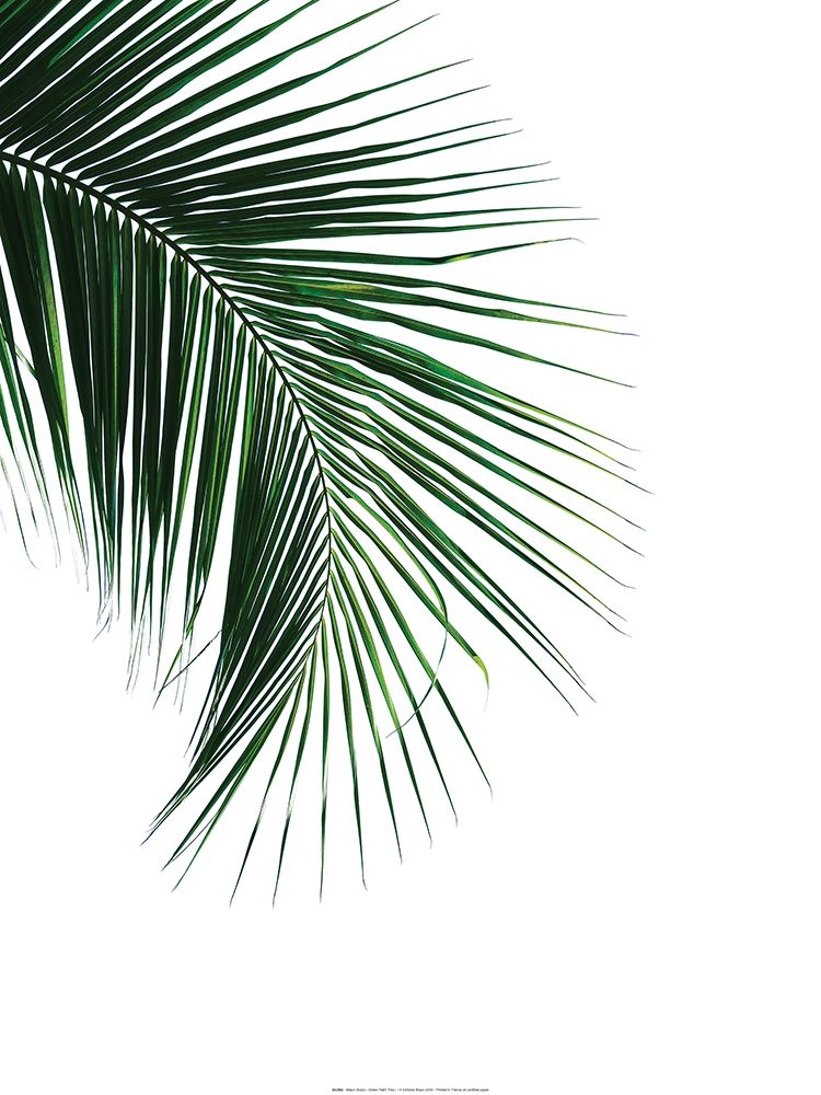 Green Palm Tree I
