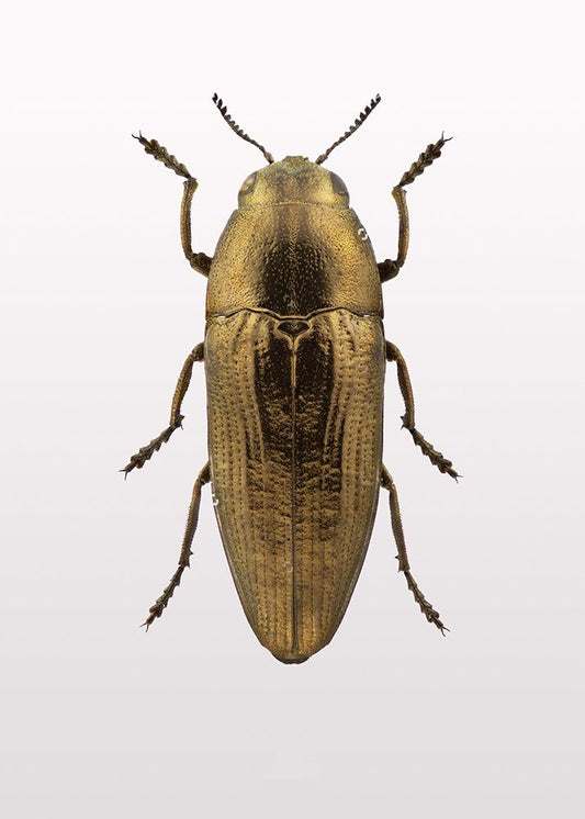 Beetle 4