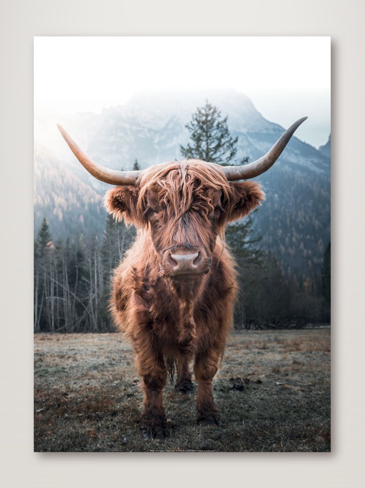 Highland Cow