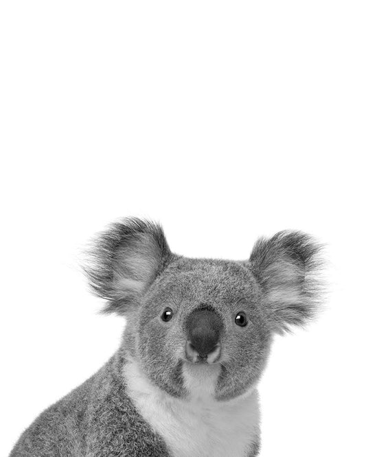 Koala Rigolo