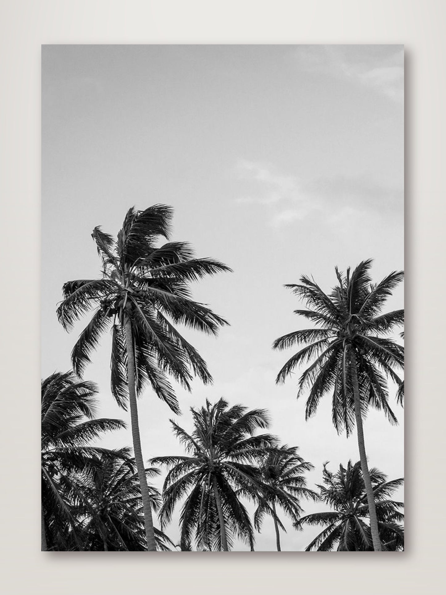 Palms in Grey